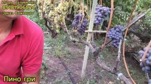 Пино гри.