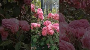 Роза Институт Люмьер/Institute Lumiere (шраб, Massad, 2003, Франция)