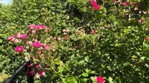 Роза флорибунда Шоне Кобленцерин, Кордес 2008