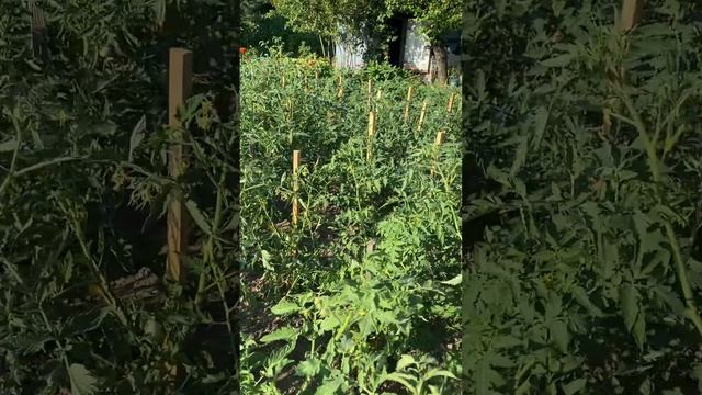 ФИТОФТОРОЗ.КАК ИЗБАВИТЬСЯ ОТ ФИТОФТОРЫ НА ТОМАТАХ 🍅.?