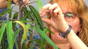 Формирование фикуса Али, вариант 1 (ч.6).