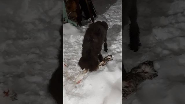 Собака ест курицу целиком. смотреть онлайн