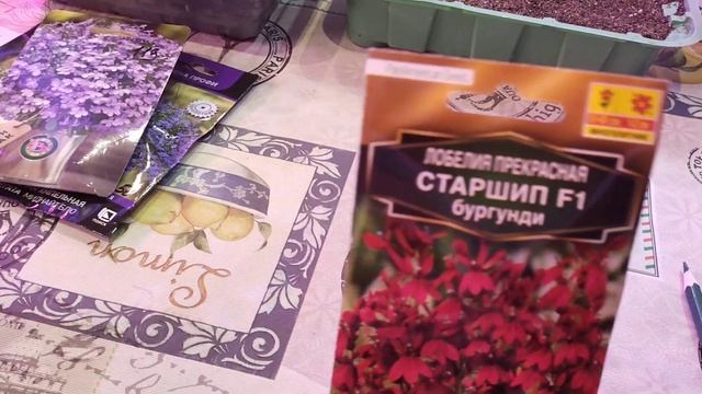 Самый лёгкий способ посева лобелии!!!🌺🌺🌺 смотреть онлайн