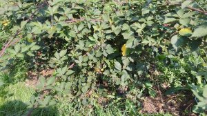 ежевика Виктория,второй год вегетации.3.09.2024