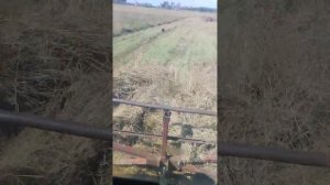Толкаю сено волокушей на тракторе т-40