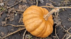 ТЫКВА Мускат де Прованс. сбор урожая 2024.