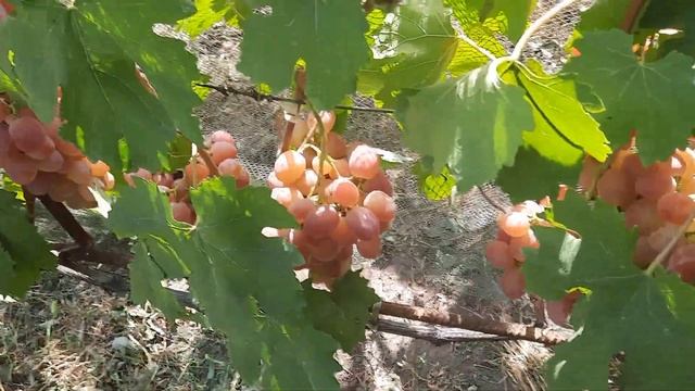 виноград Эльдорадо и Фантазер Кашича на 1.09.24. смотреть онлайн