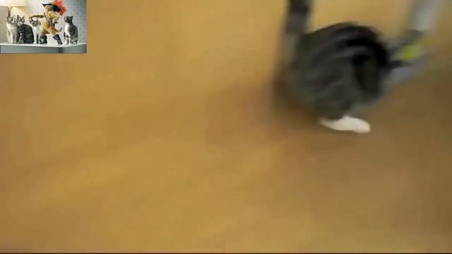 прикольное видео с животными смотреть онлайн