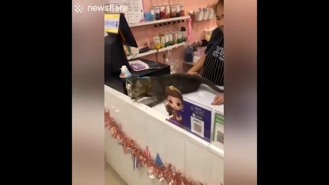 Приколы с котами с ОЗВУЧКОЙ ДО СЛЁЗ – Смешные КОТЫ 2020 – ПОПРОБУЙ НЕ СМЕЯТЬСЯ!