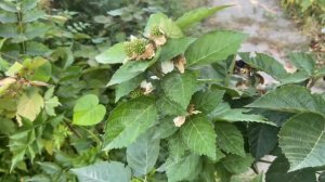 Ежевика Блек Джем первый год плодоношения