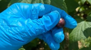 Урожайный сорт чёрной смородины Синегорье