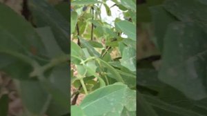 Сорт жимолости Клубничная Сенсация