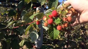 Малина Маравилла октябрь 2024 . Открытый грунт .