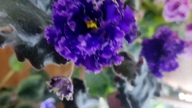 РМ Черный лебедь, Леко Танцы на воде смотреть онлайн