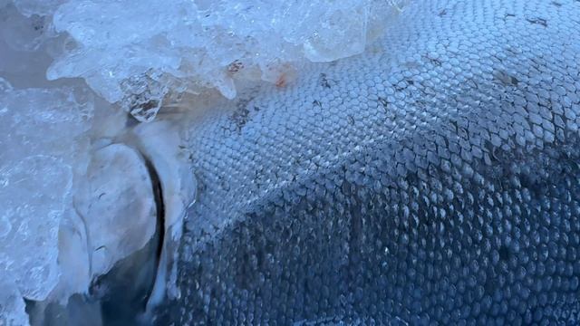 Огромная морская форель на 9 кг