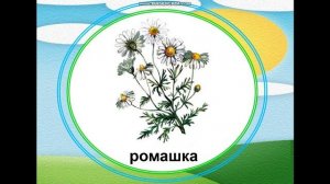 Презентация для детей. Цветы