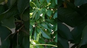 черешня сорта Василиса