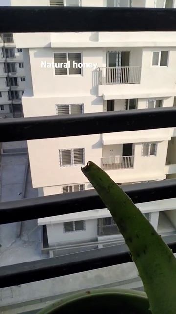 for all skin diseases natural aloevera,use as a must... #viral #shortsvideo #shorts смотреть онлайн