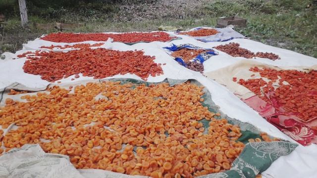 Абрикосы Курага Зардолу .o'rik В мире