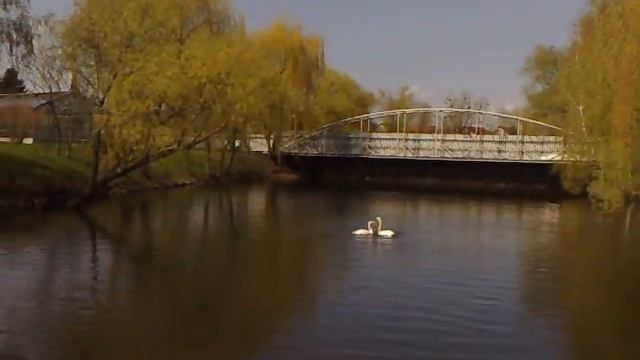 Лебединая любовь ... :) смотреть онлайн