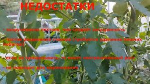 Обзор томата Властелин Минусинский