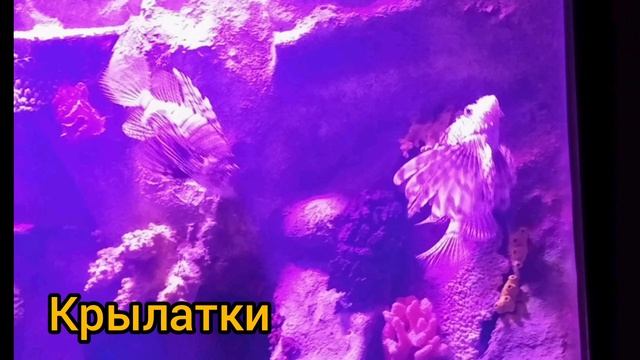 Аквариумные рыбы смотреть онлайн