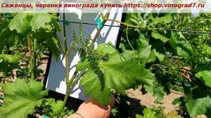Раздвоенный побег у винограда с соцветьями- что делат?