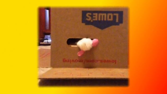 Смешные кошки и котята Создай себе хорошее настроение смотреть онлайн