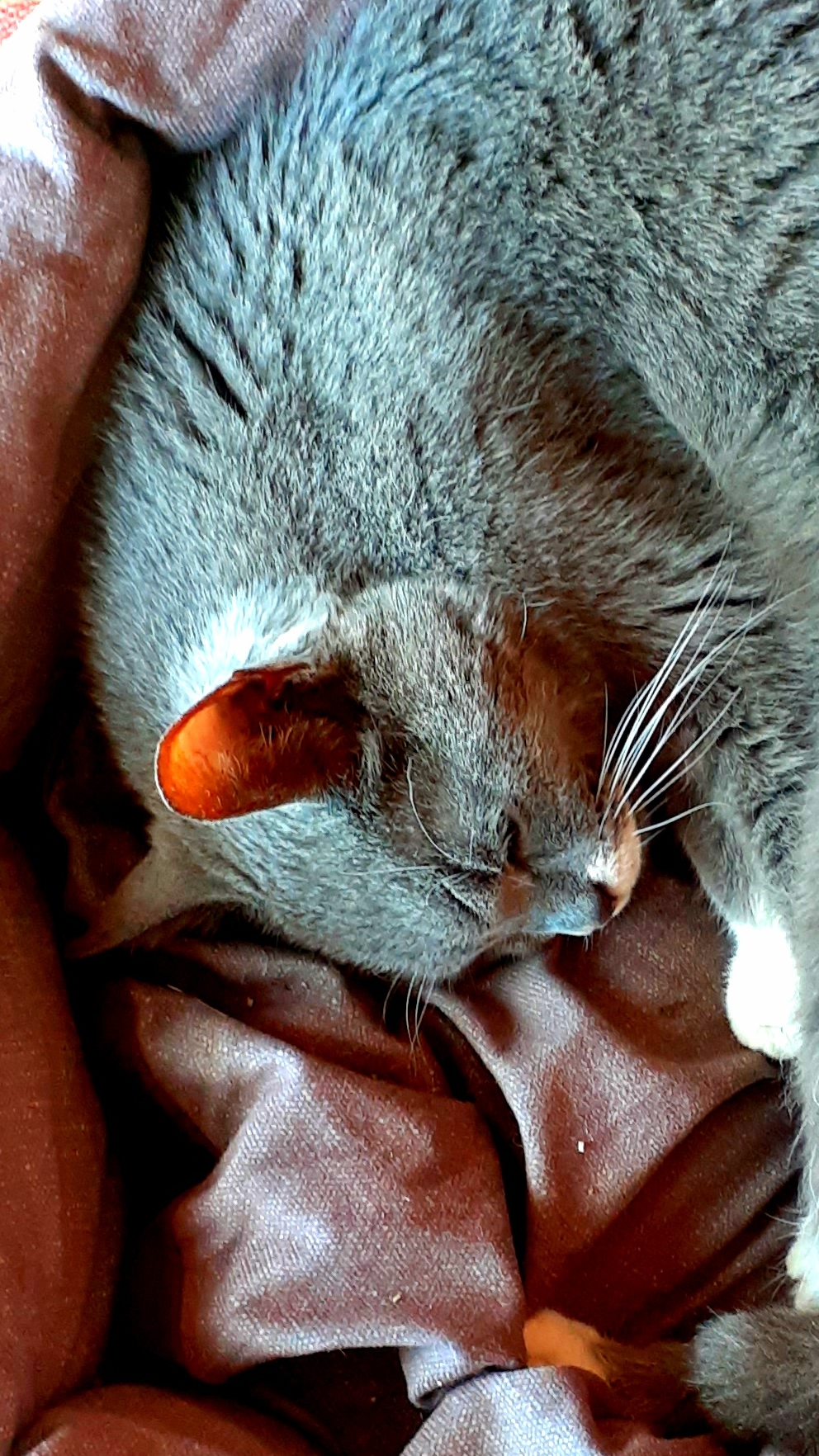 кот на даче . хорошая погода . не правда ли? смотреть онлайн