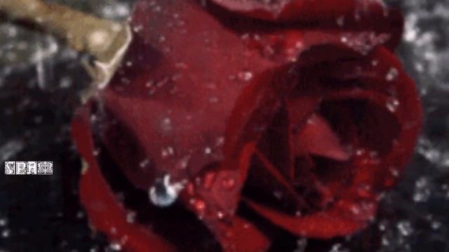 778. Игорь Кибирев - Чужая Роза. НОВИНКИ ШАНСОНА.