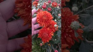 Хризантема корейская Пектораль