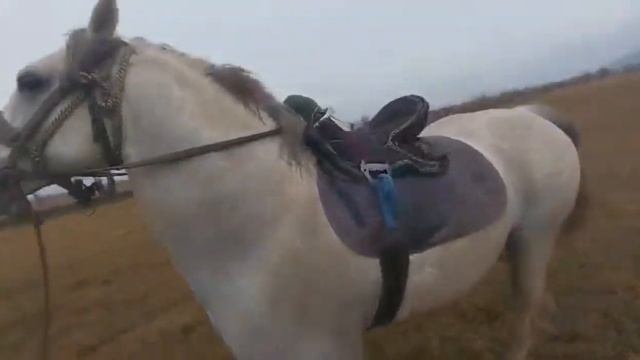 Аспи бузи Кизил  #бузкаши #2023