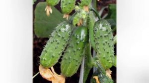 ТОП 16 УСТОЙЧИВЫХ К БОЛЕЗНЯМ гибридов ОГУРЦОВ