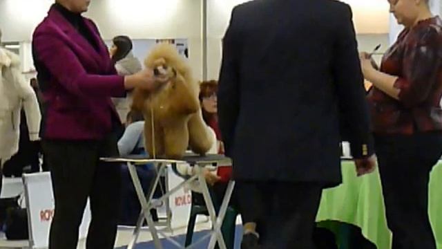 МОНО тои абрикос кобели сравн. открытый ринг смотреть онлайн