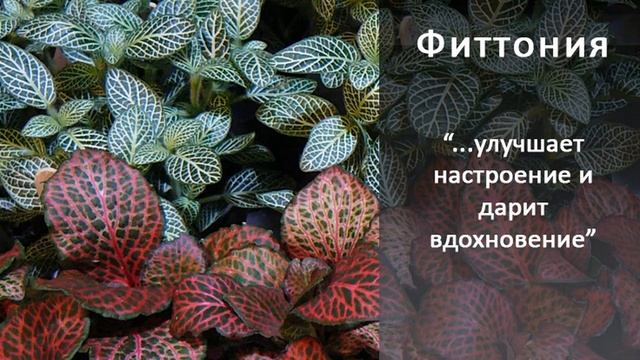 Фиттония. Магические свойства. Магия растений. Секрет?