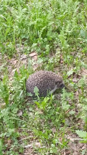 ёжик в городе смотреть онлайн