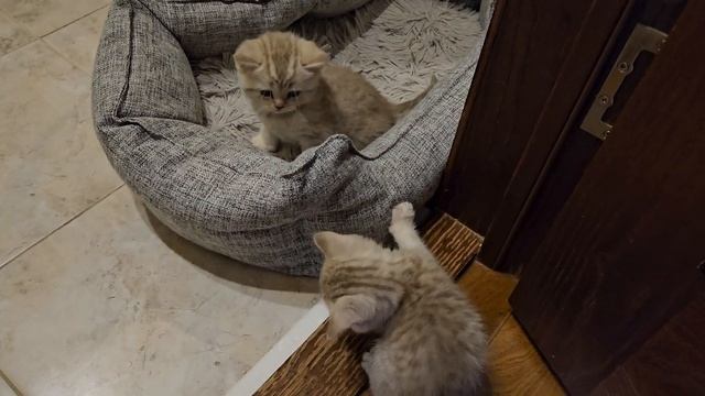 котята (персики) мальчик и девочка