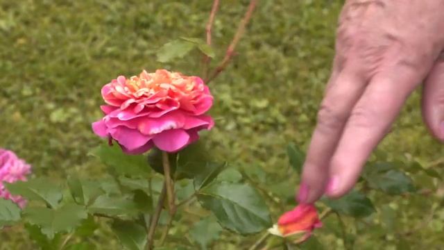 Фильм №487 - Зимующие розы в Хабаровске