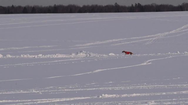 Мартовский заяц. Уиппеты, первый круг. Мэвис и Пифагор смотреть онлайн