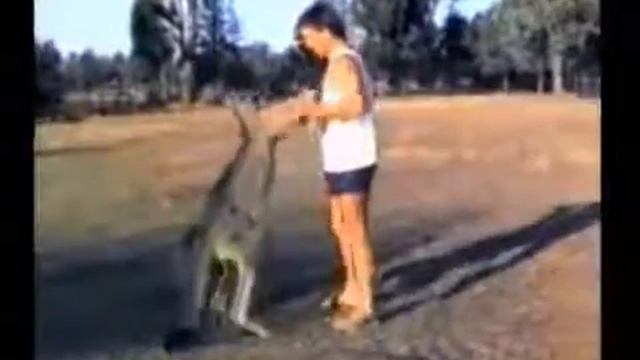 Животные мочат коры super funny animals смотреть онлайн