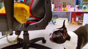 Собака катает кота на кресле😂🐶😸 смешные животные кот Персик и щенок Тайсон