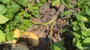 Картофель Аризона удивил!!!