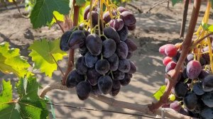 ГФ ВИНОГРАДА ШЕРИФ (КАЛУГИН В.М.).28.08.2024г.ТЕЛ: 8989 538 12 89 (В?