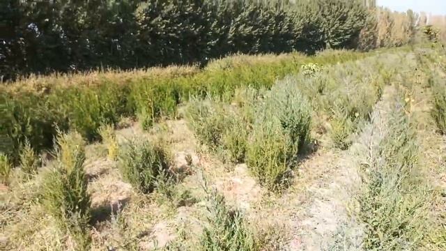 Сосна, Можвелник, Туя оптом 5000дан 25000минг сум смотреть онлайн