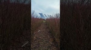 ГОЛУБИКА, обработка азофосом 05.03.2025г.