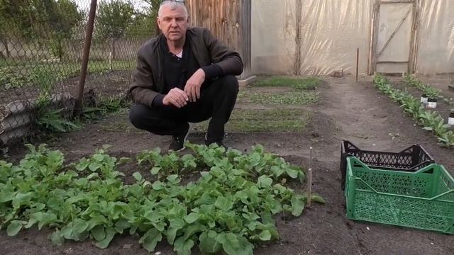 Выращивание редиски. Часть 2. смотреть онлайн