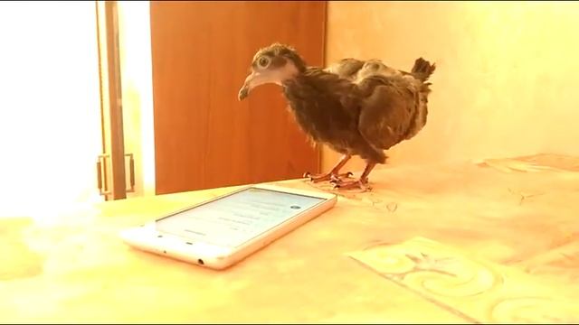 птица Брюн и смартфон