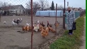 Куры-россияне!😄 Приколы с животными#shorts