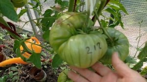 212 Томат Ювель