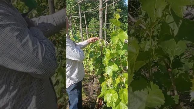 ЯК ЖАДІБНИЙ, НЕДОСВІДЧЕНИЙ ВИНОГРАДАР МОЖЕ ЗАЛИШИТИ С смотреть онлайн